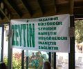 zeytin1