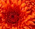 Chrysanthemum